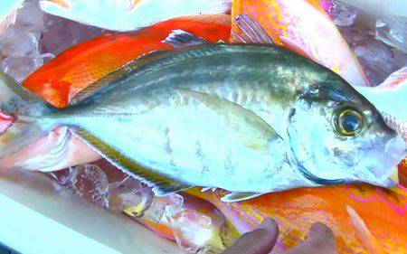 焼津沖　レンコダイ、アカイサキなど